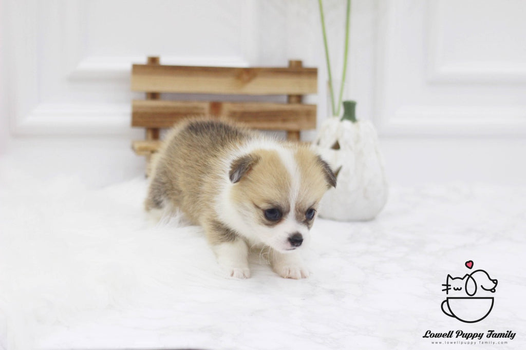 how much is a teacup corgi