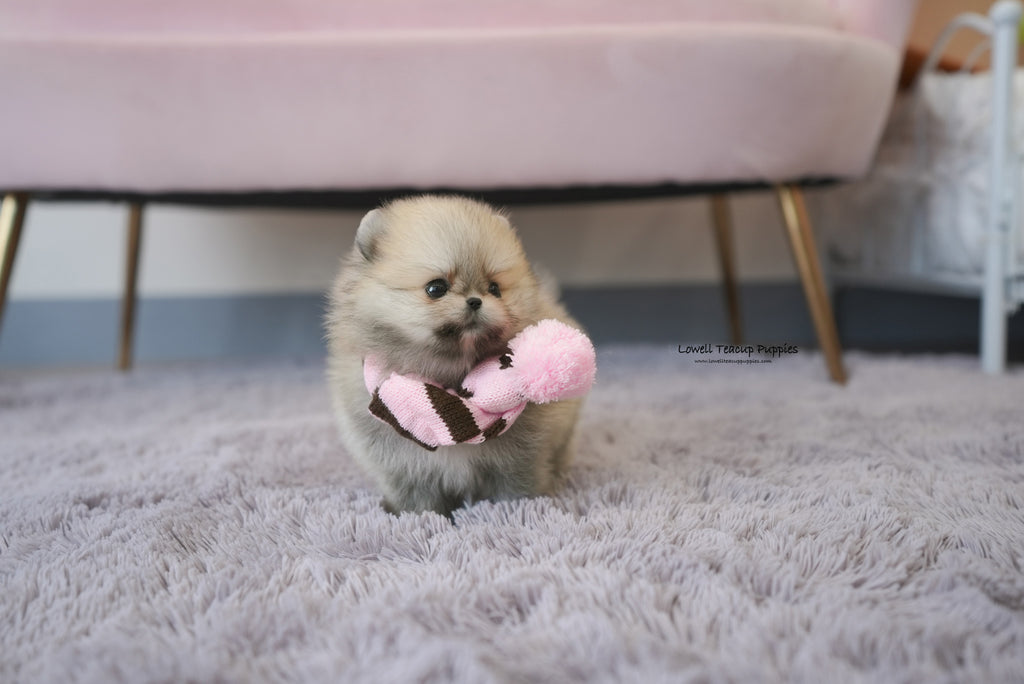 newborn teacup pomeranian