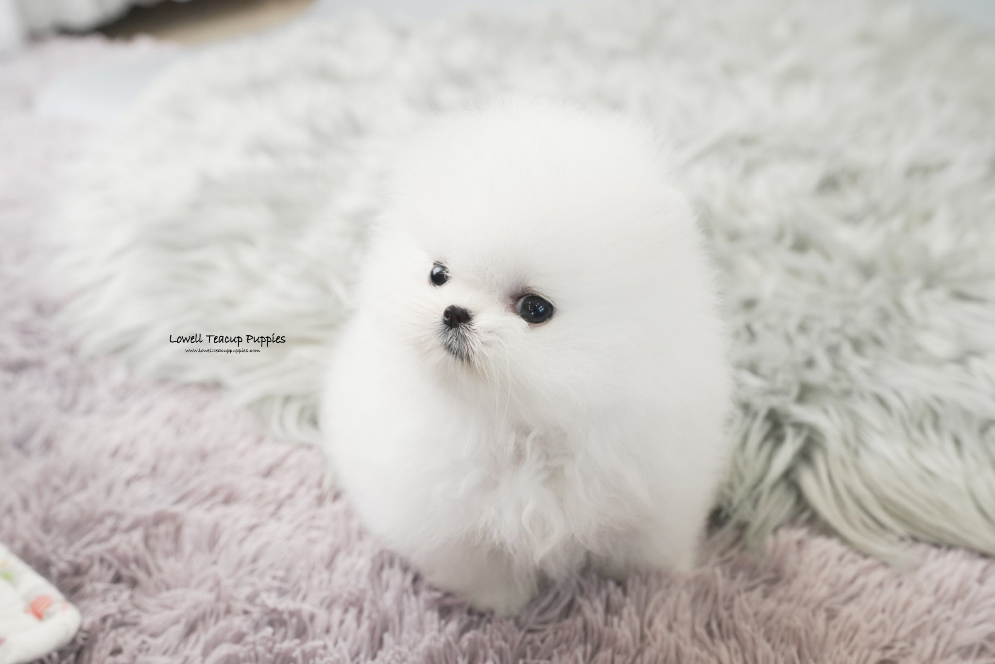 pomeranian white teacup