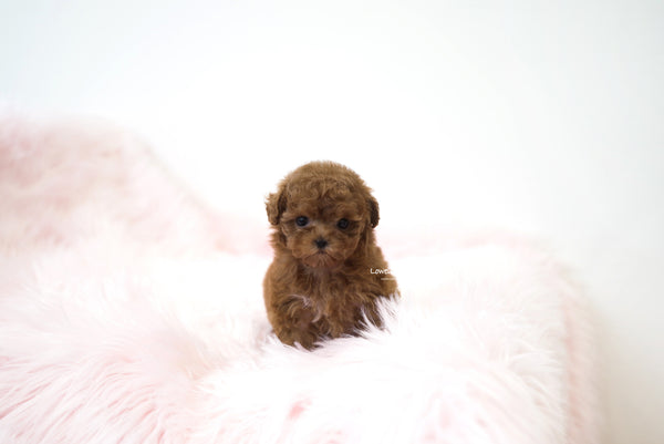 Teacup Poodle Female [Lizzy]