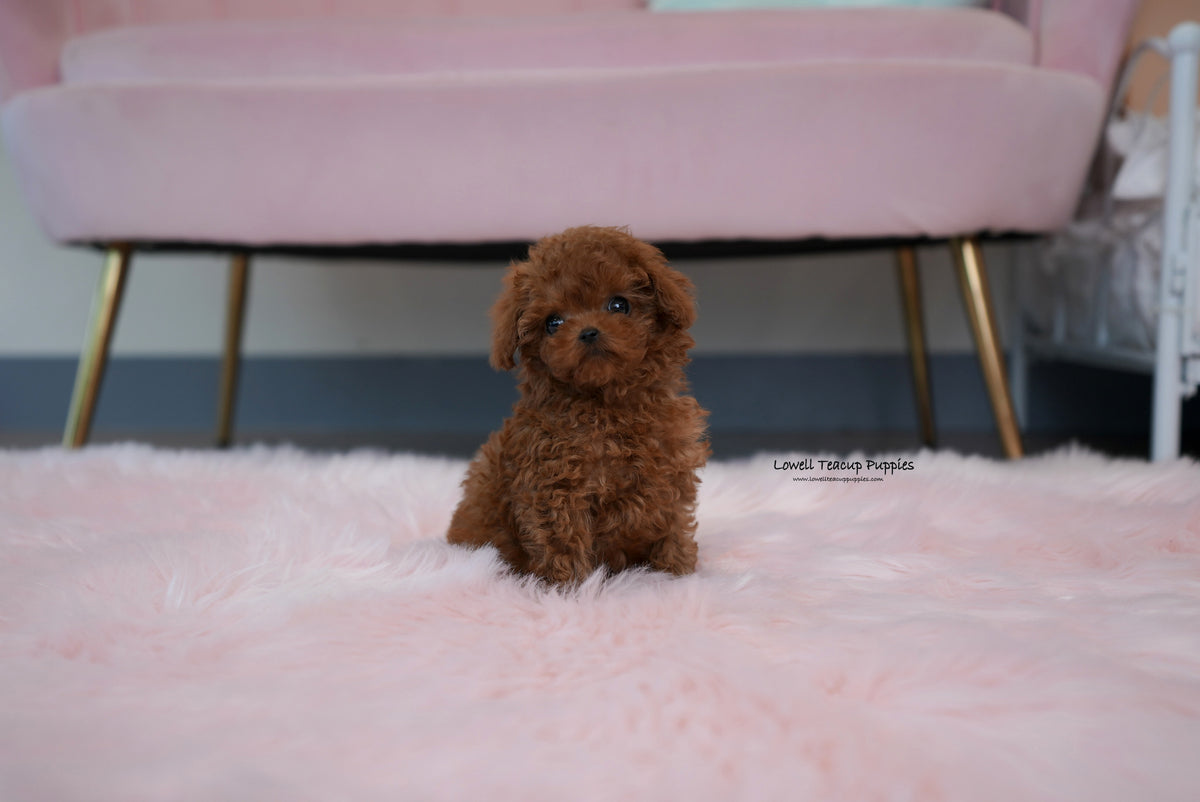 Somto / Teacup Poodle Female [Jane] – Lowell Teacup Puppies inc