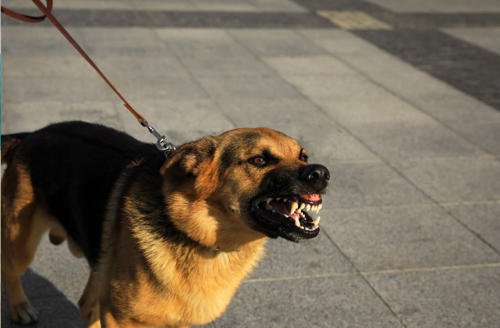 Aggression bei Hunden gegen Menschen meistern - eine Anleitung zu mehr Ruhe