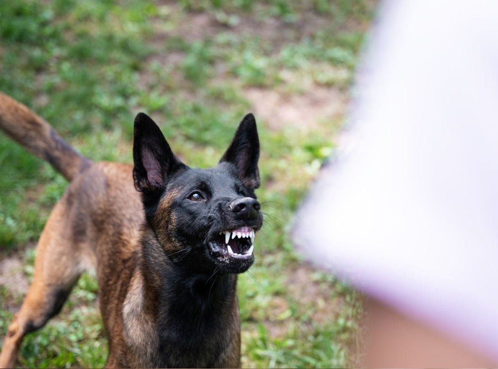 Hund ist aggressiv und zeigt seine Zähne. Aggression bei Hunden gegen Menschen meistern - eine Anleitung zu mehr Ruhe