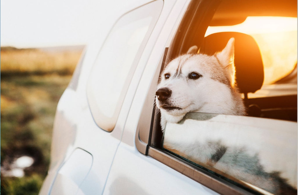 Beruhigung für Hunde während der Autofahrt: Was funktioniert wirklich?