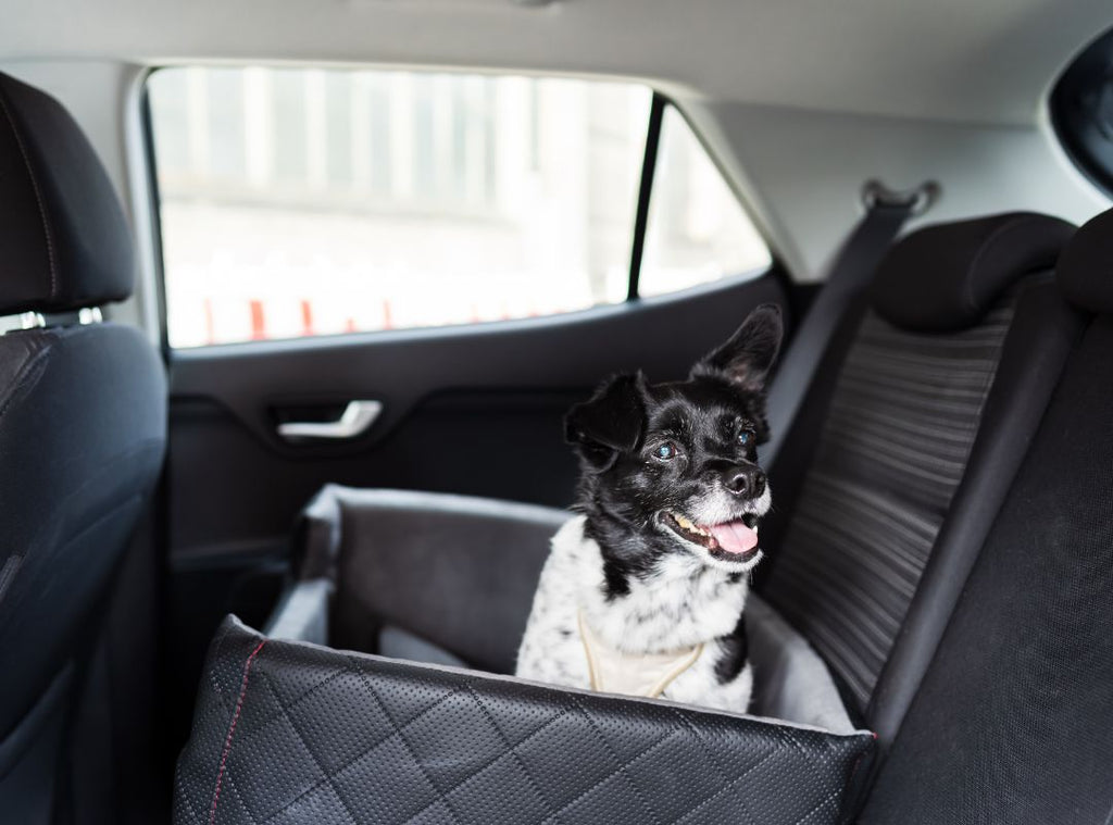 Hund sitzt im Körbchen im Auto, weil er Angst beim Autofahren hat.