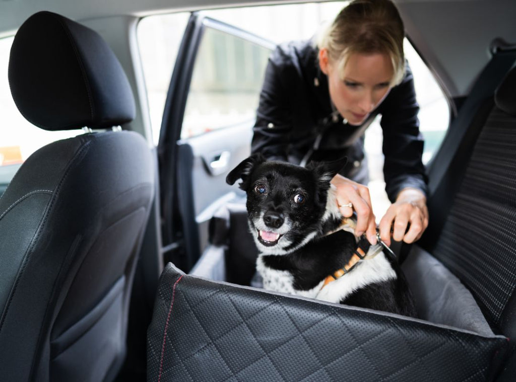 Hund wird von Halterin im Auto angeschnallt. Autofahrt mit Hund.