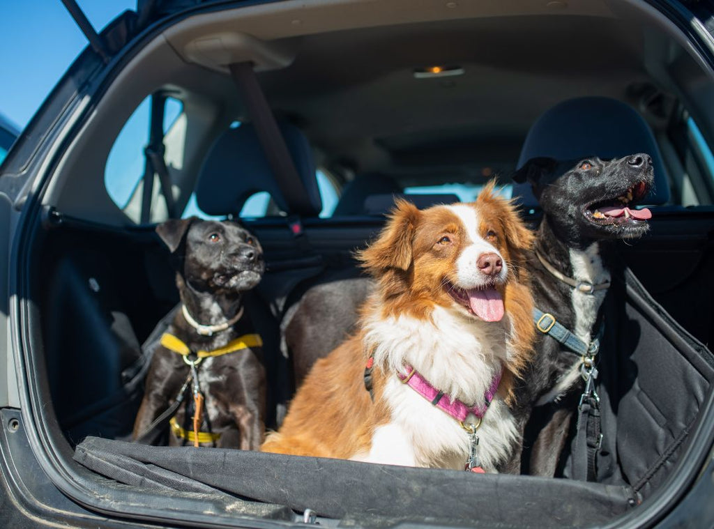 Drei Hunde sitzen angeschnallt im Kofferraum eines Autos. Autofahrt mit Hund.