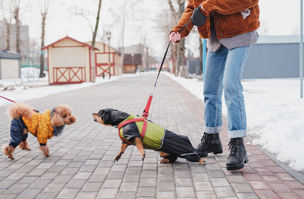 Hund aggressiv gegen andere Hunde: Ursachen und Lösungen