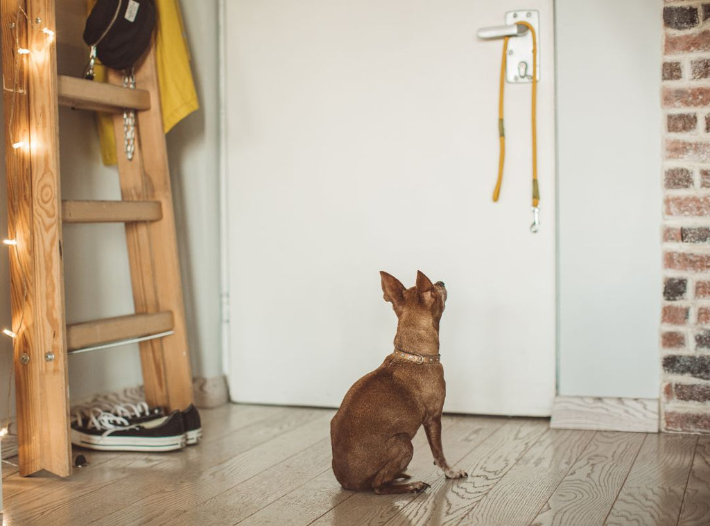 Hund sitzt vor der Tür und schaut die Türklinke an. Hund beibringen sich zu melden wenn er muss.
