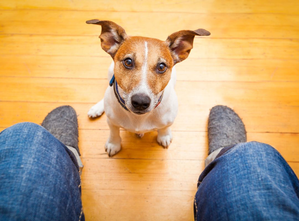 Hund sitzt wartend vor einer Person. Hund beibringen sich zu melden wenn er muss.