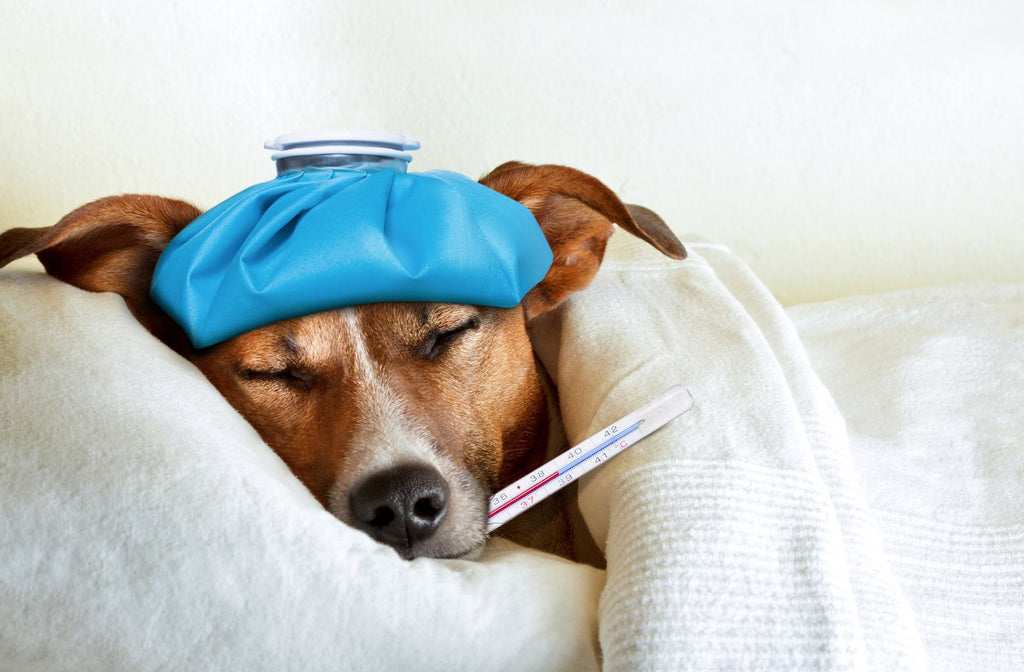 Hund liegt mit einem Fieberthermometer unter einer Decke. Hund ist krank.
