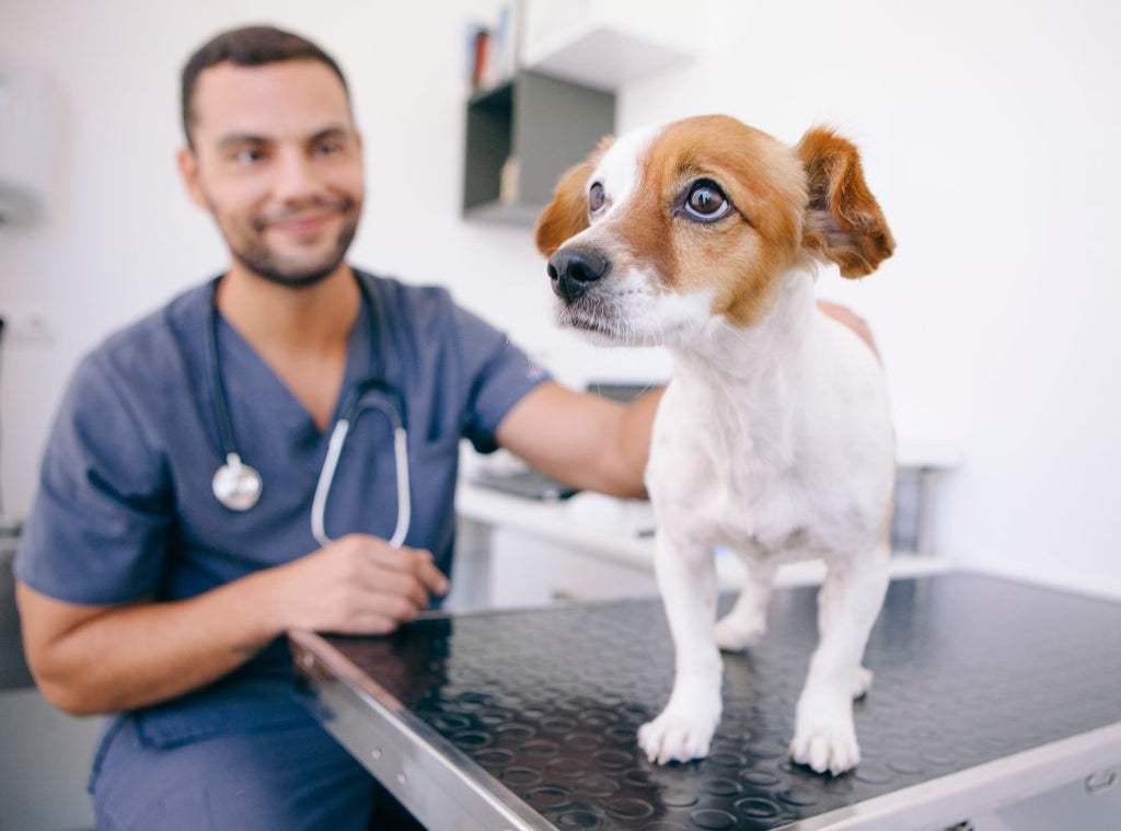 Hund wird von einem Tierarzt untersucht. Hund ist krank.