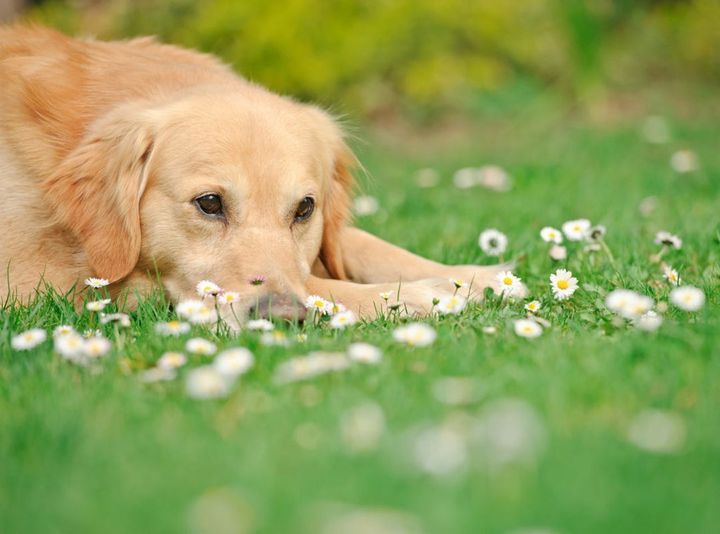 Hund liegt auf einer Blumenwiese. Hunde im Frühling.