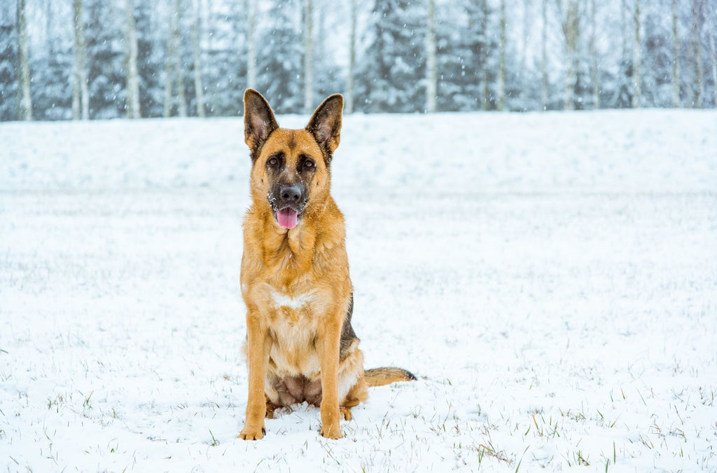 Hund sitzt im Schnee. Pfotenpflege im Winter.