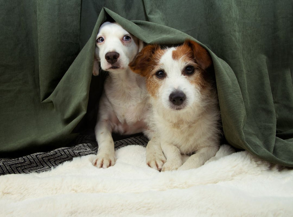 Zwei Hunde verstecken sich unter einer Decke. Silvester mit Hund.