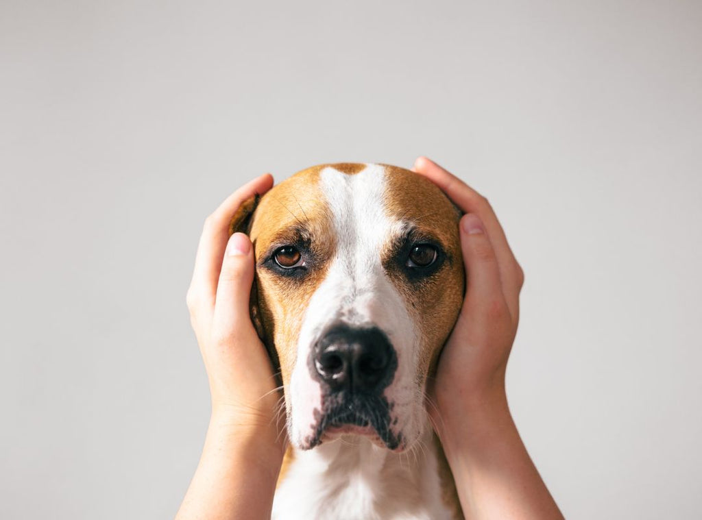 Zwei Hände halten Hund die Ohren zu. Silvester mit Hund.