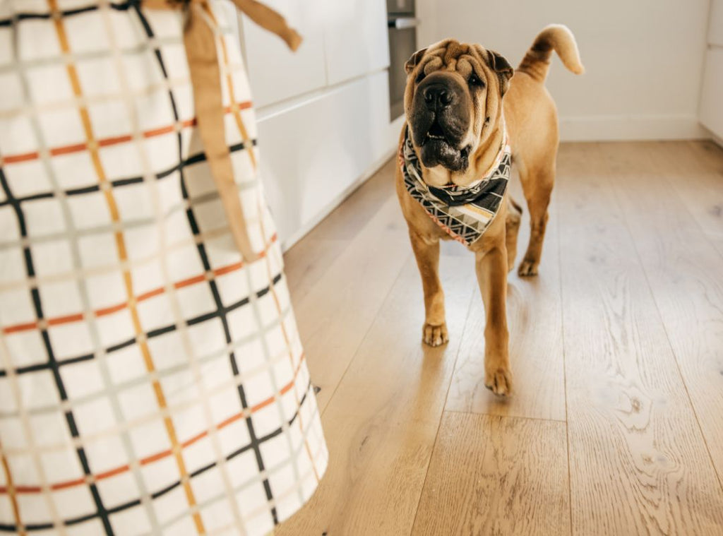 Hund steht in der Küche und schaut traurig aus. Trennungsangst beim Hund.