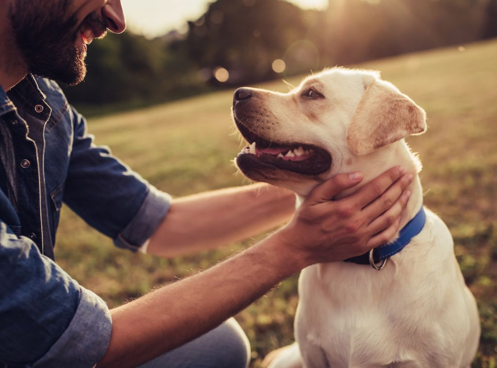 Besitzer streichelt seinen Hund. Trennungsangst beim Hund - So kannst du helfen