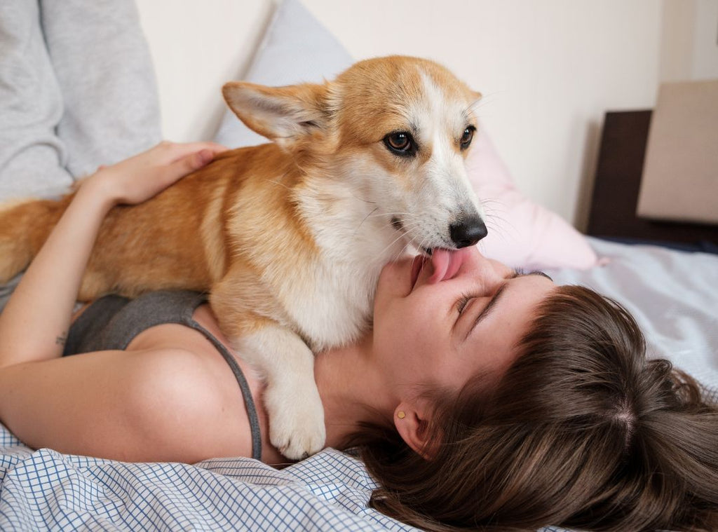 Hund leckt Frau im Gesicht ab. Warum leckt mein Hund mich ständig ab.