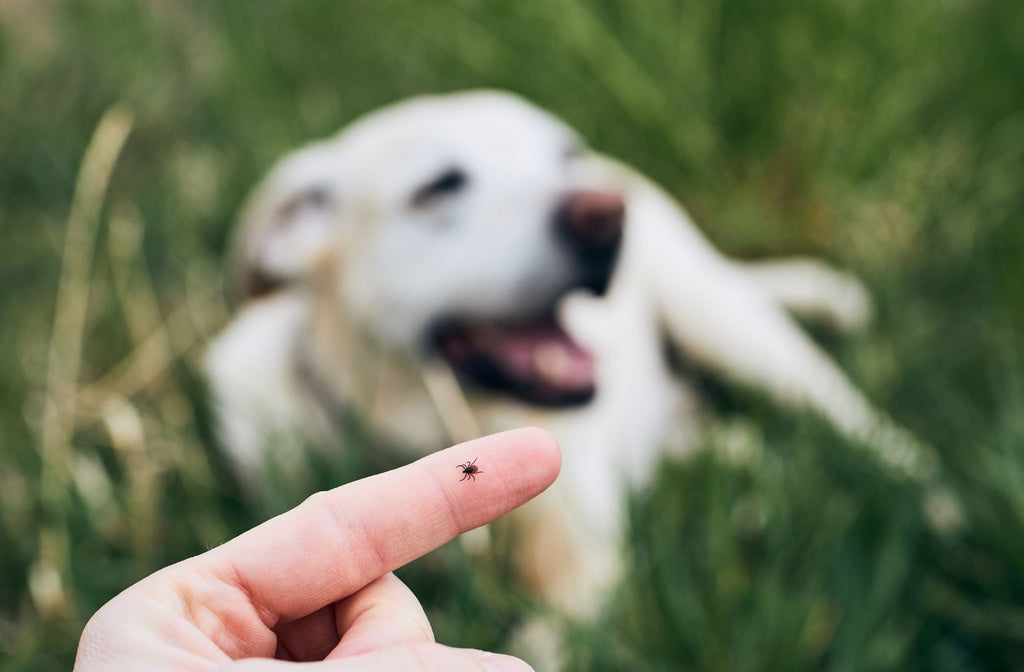 Hund liegt im Gras, Finger zeigt eine Zecke. Zeckenschutz Hund.