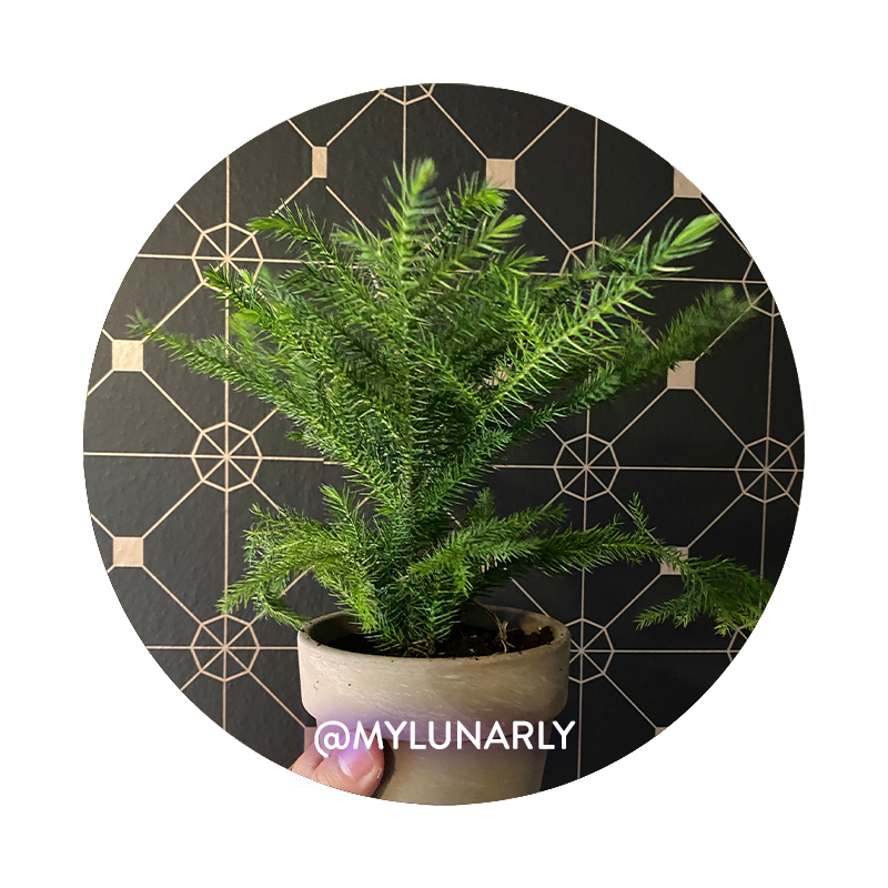 Norfolk Island Pine Care Guide Lunarly