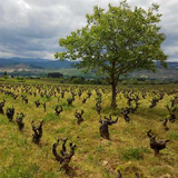 Cepas Viejas, D.O. Bierzo Vino Blanco Capricho