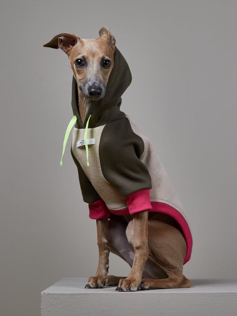 do italian greyhounds need clothes