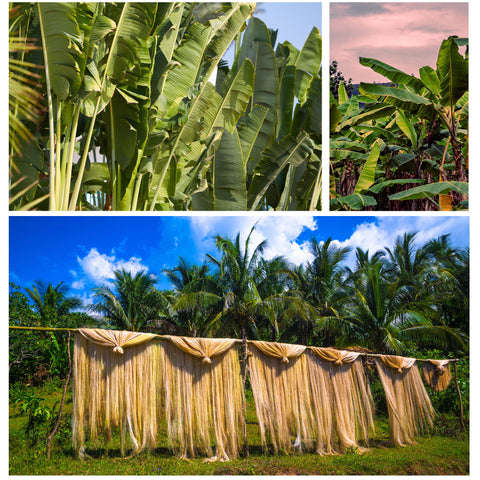 Abaca plants in the Philippines and manila hemp drying 