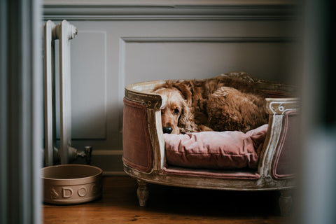 Bruce the dog in his bed at Thorpe Manor