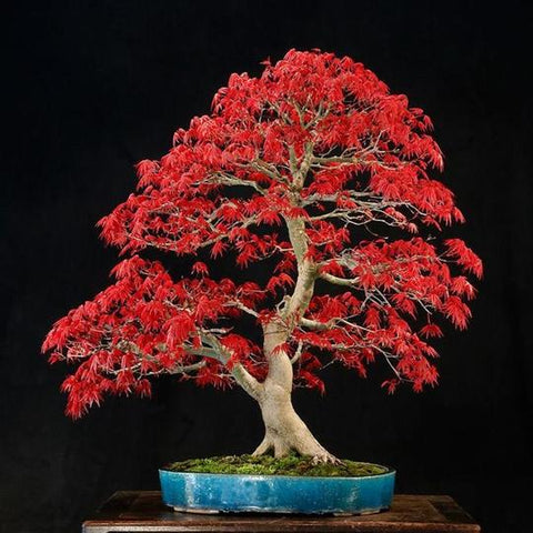 bonsai-red-maple-tree-starter-kit-gift-feed