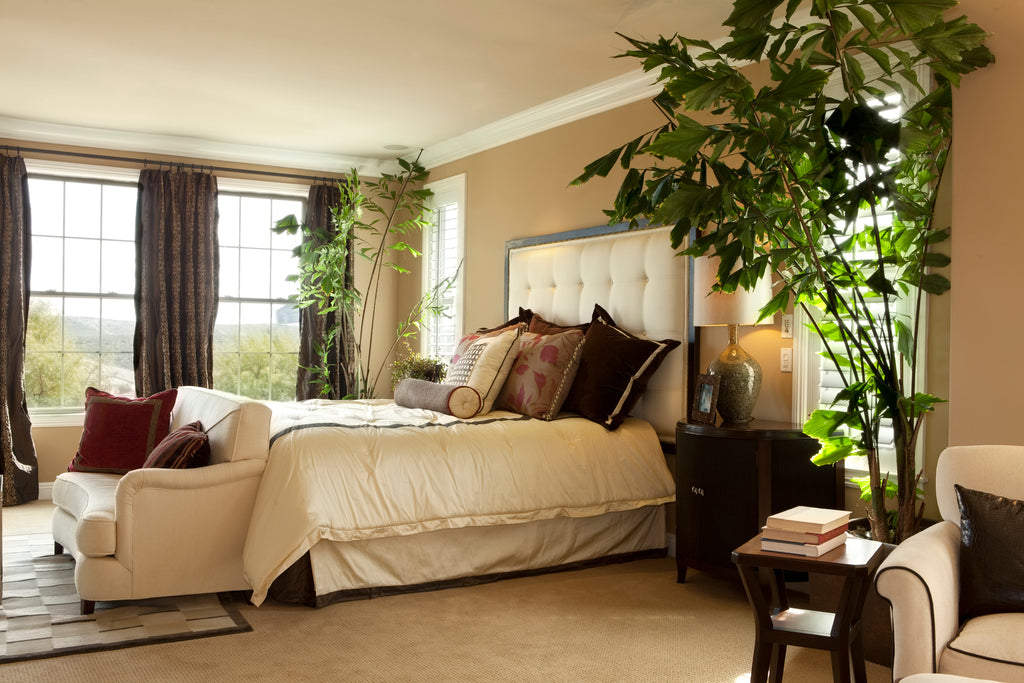 Decorative Plants For Bedroom