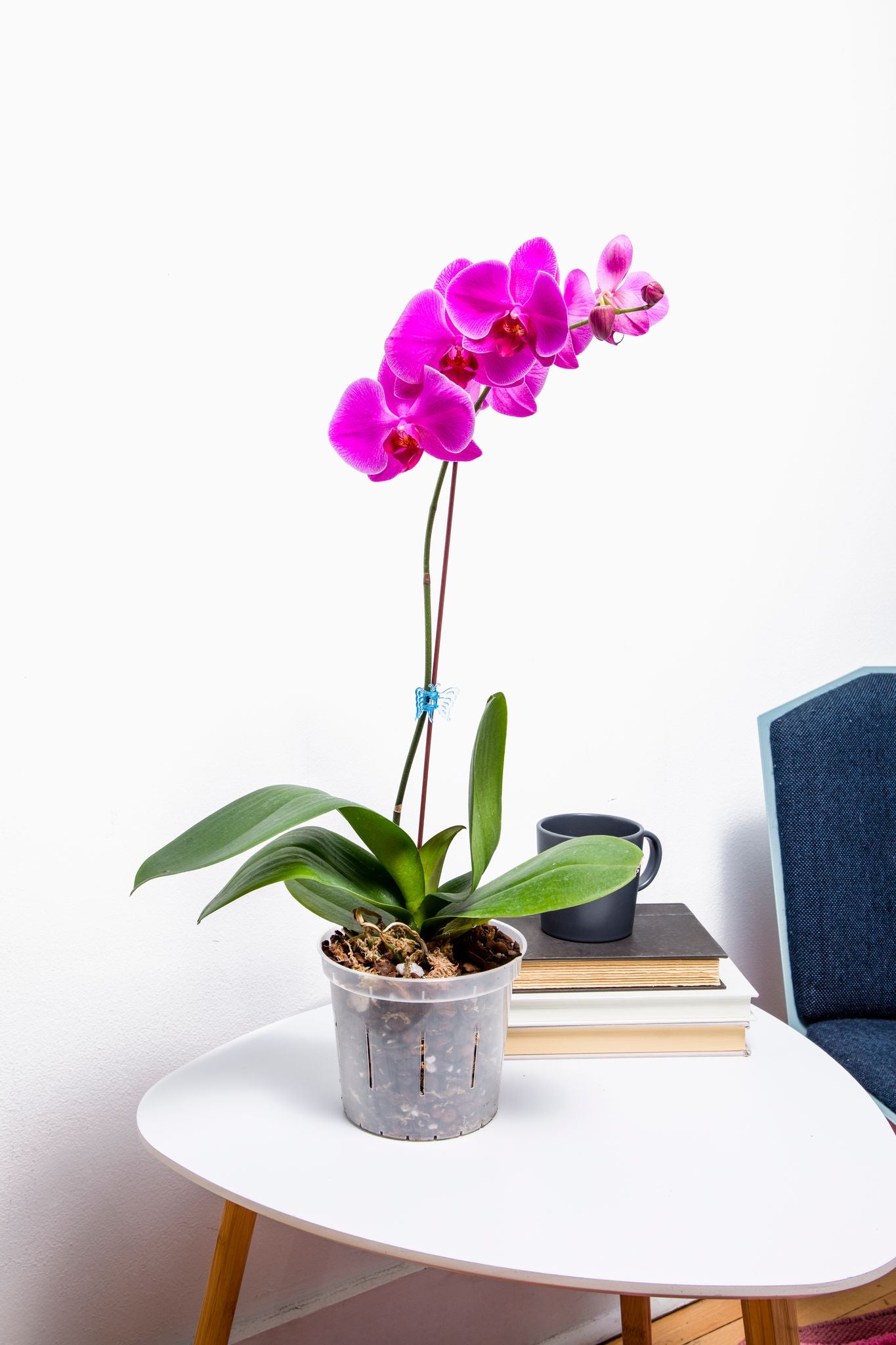 Top 4 Bloom Boosting Techniques for Orchids – rePotme