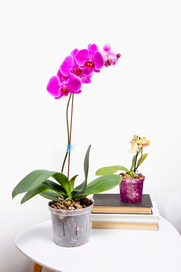 Phalaenopsis Orchid Starter Kit – rePotme