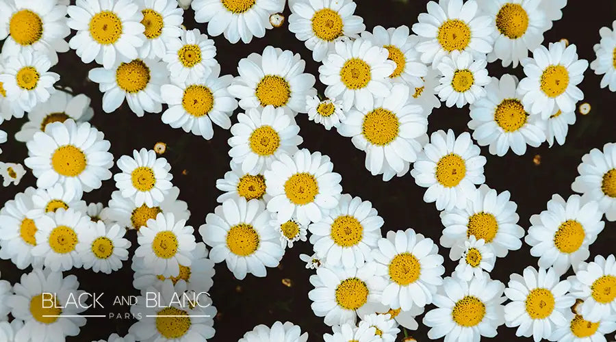 Autumn-Flowers-in-the-UAE