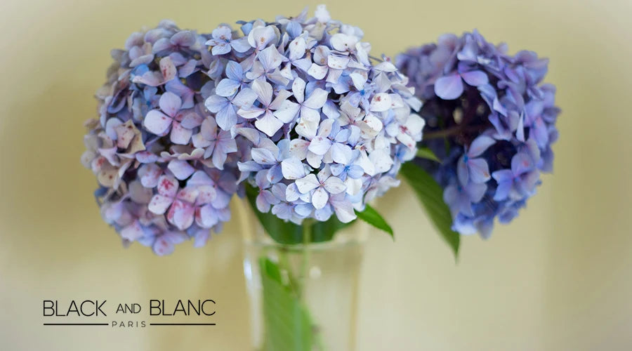 Enjoying-Cut-Hydrangeas