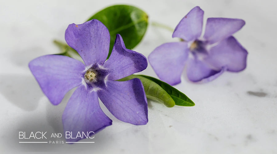 February-birth-flower-Violet