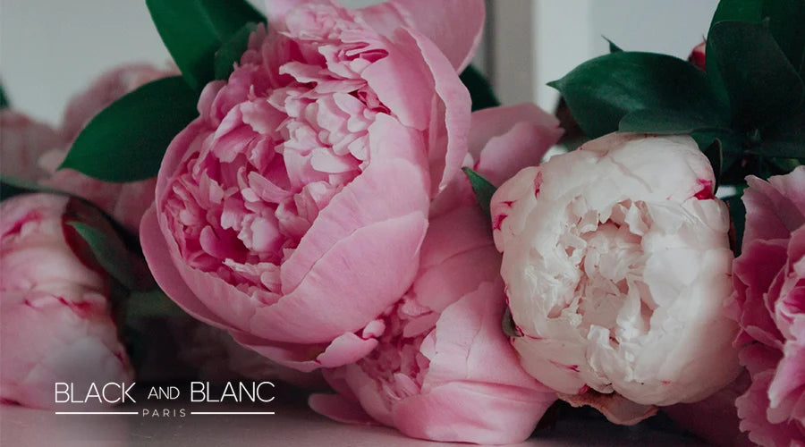 Light-Pink-Peony-Flower-Meaning