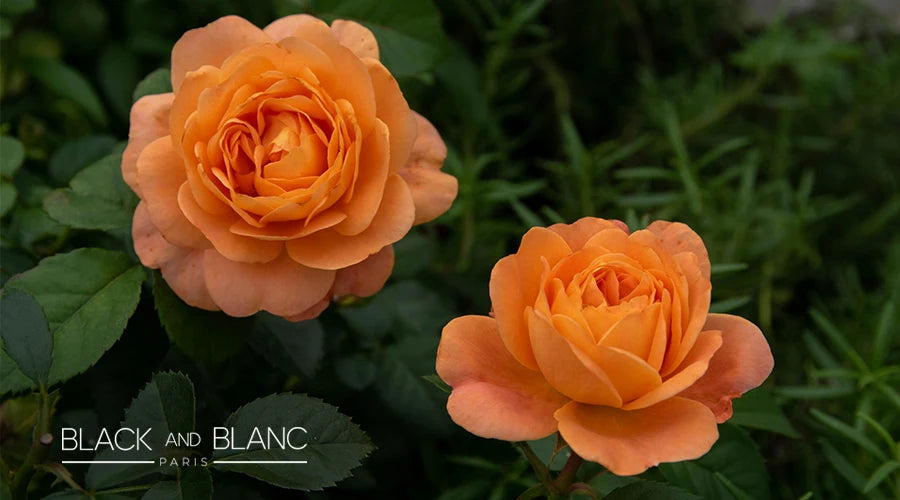 Meaning-And-Symbolism-Of-Peach-Roses