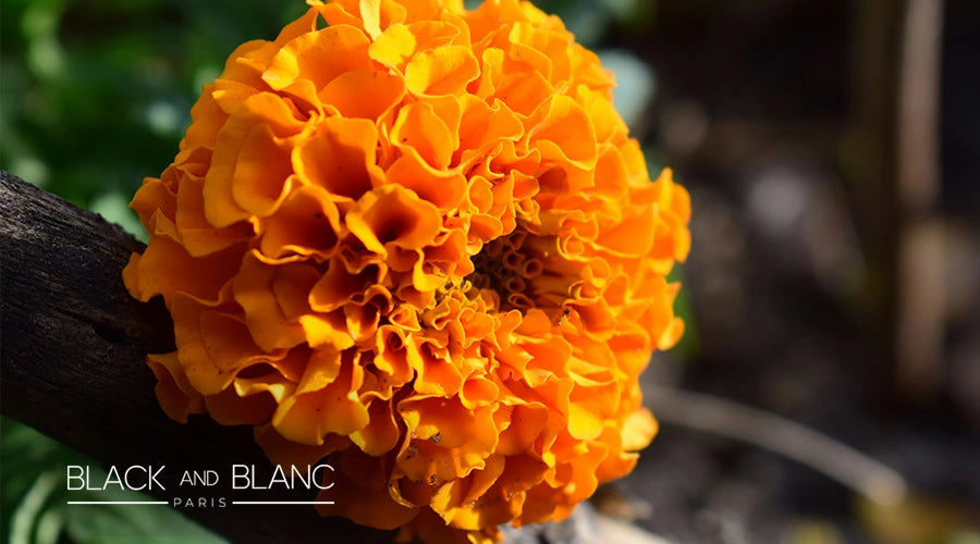 October-birth-flower-Marigold