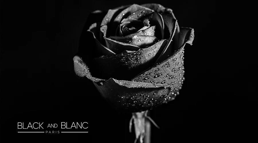 The-Meaning-And-Symbolism-Of-Black-Roses