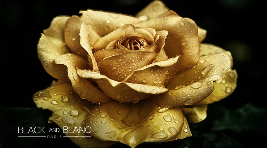 The-Meaning-And-Symbolism-Of-Gold-Roses