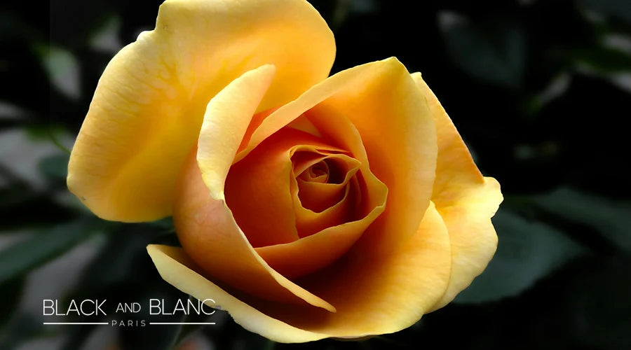 The-Meaning-And-Symbolism-Of-Yellow-Roses