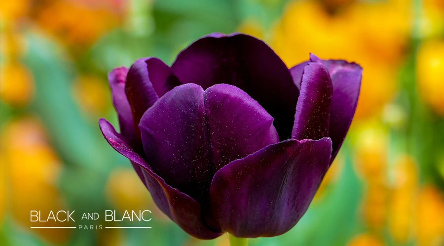 purple-tulips-meaning