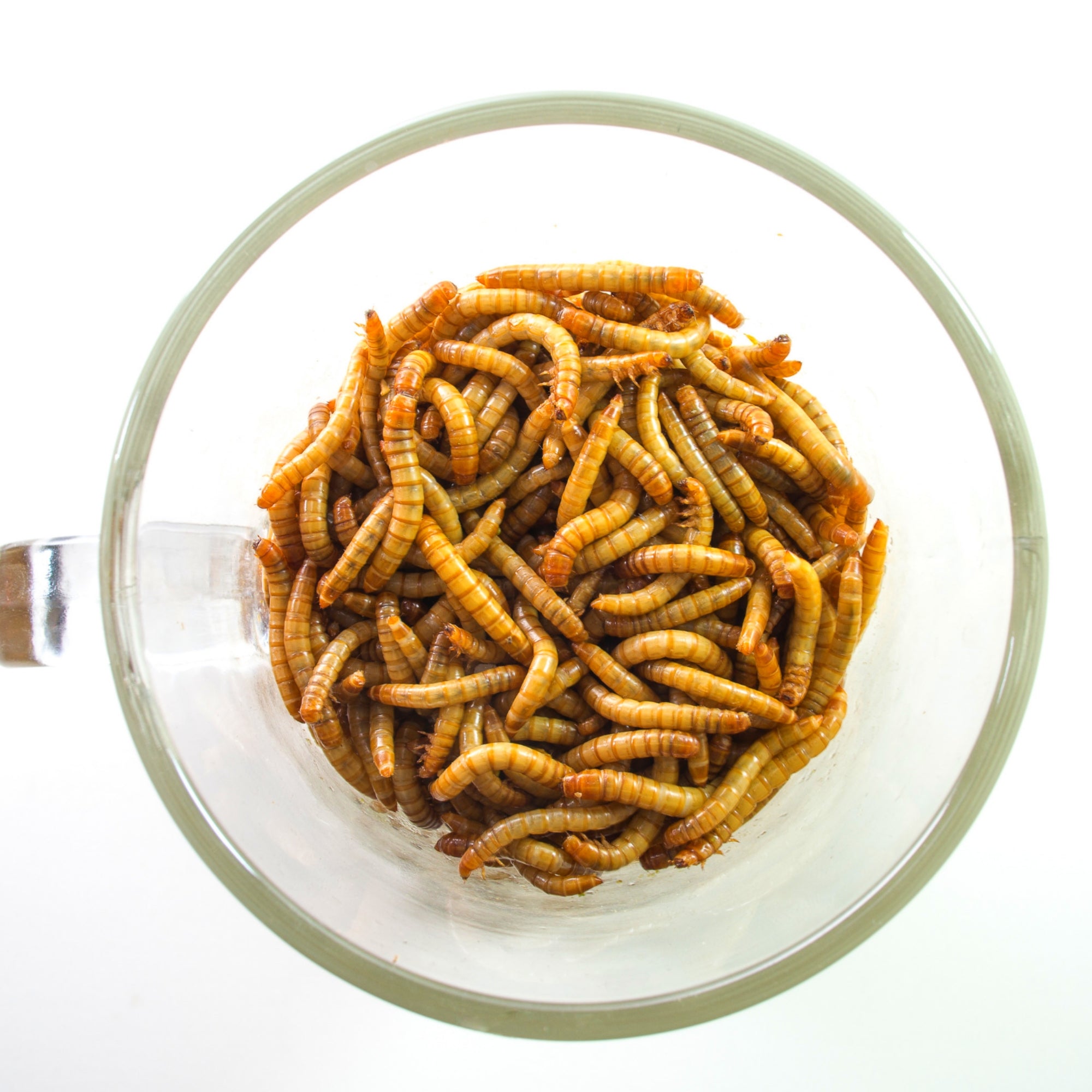 download giant mealworms