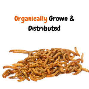 download live wax worms for sale