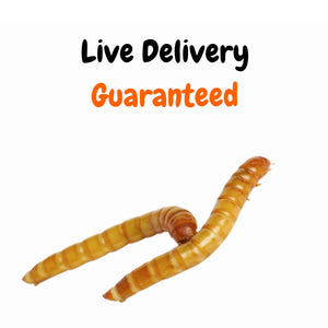 download mealworms for sale