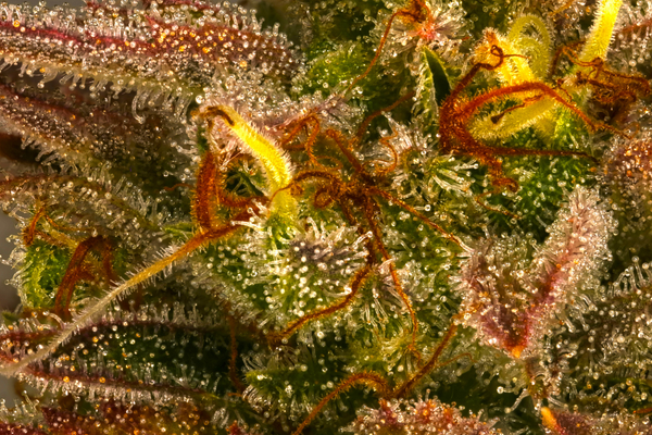 amber colored trichomes on a cannabis plant