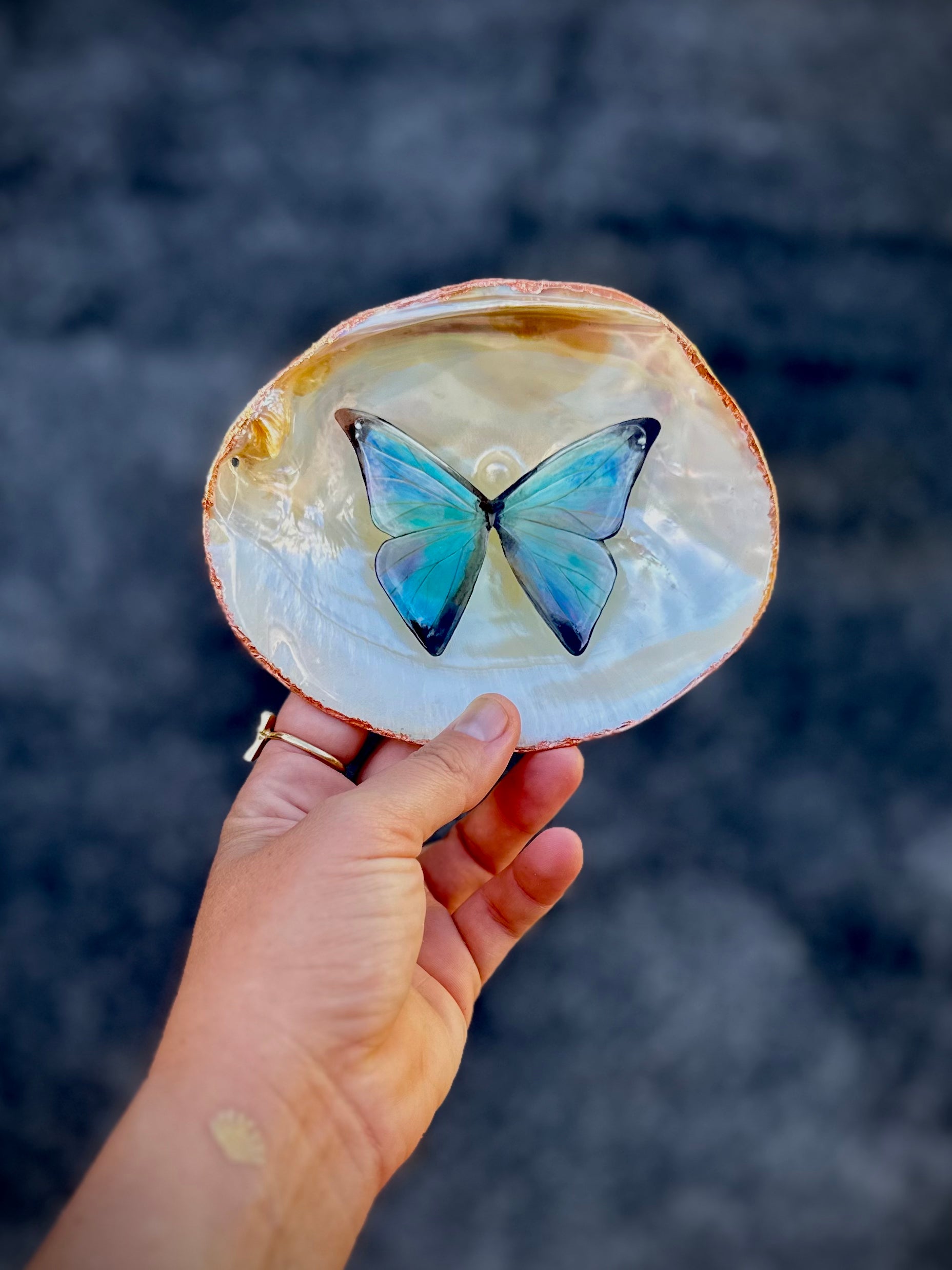 Butterfly Shell