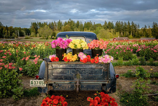 Truck with Dahlias