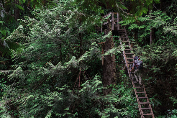 2 hikers traveling up a ladder that scales a mountain covered in giant pine trees in The Inca Trail, Machu Picchu, Peru